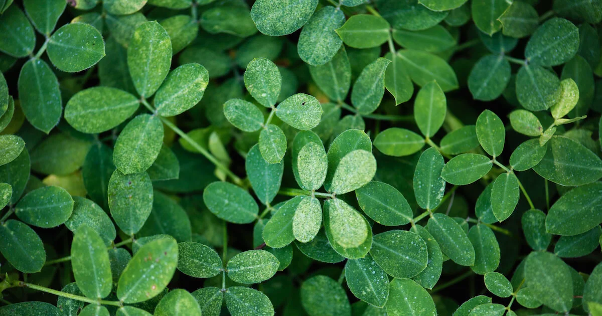 Odkryj powolnego zabójcę w Twoim organizmie i zrozum jak działa stan zapalny. Cz. I